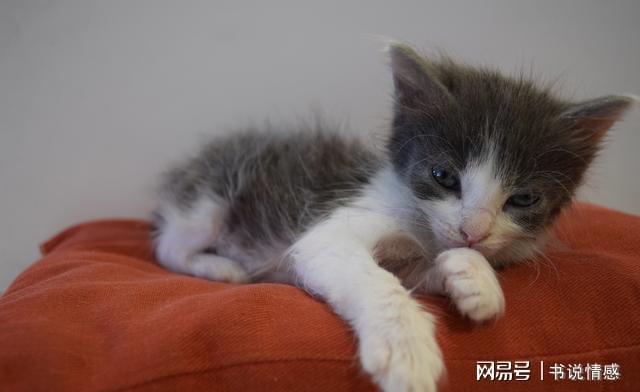 新手如何养猫小红书