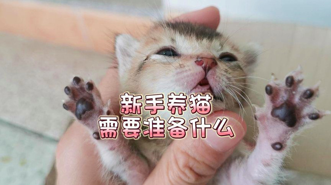 新手如何养猫小红书