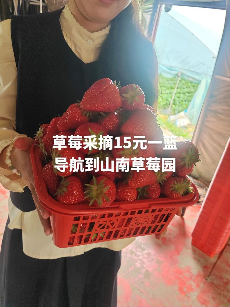 草莓业务自助下单平台