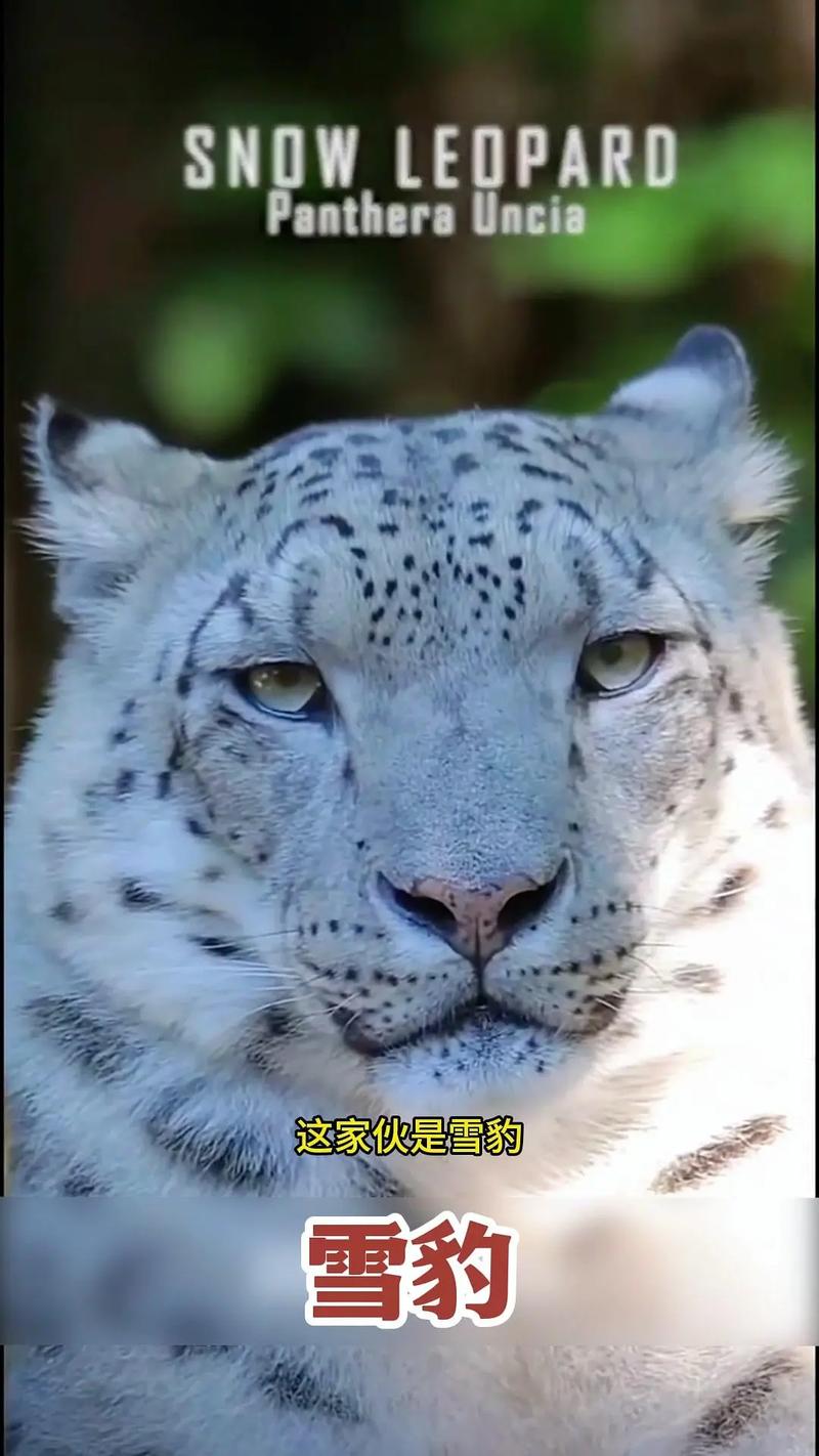 雪豹抖音粉丝购买网站,关于雪豹抖音粉丝购买网站的文章!