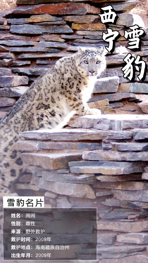 雪豹抖音粉丝购买网站,关于雪豹抖音粉丝购买网站的文章!