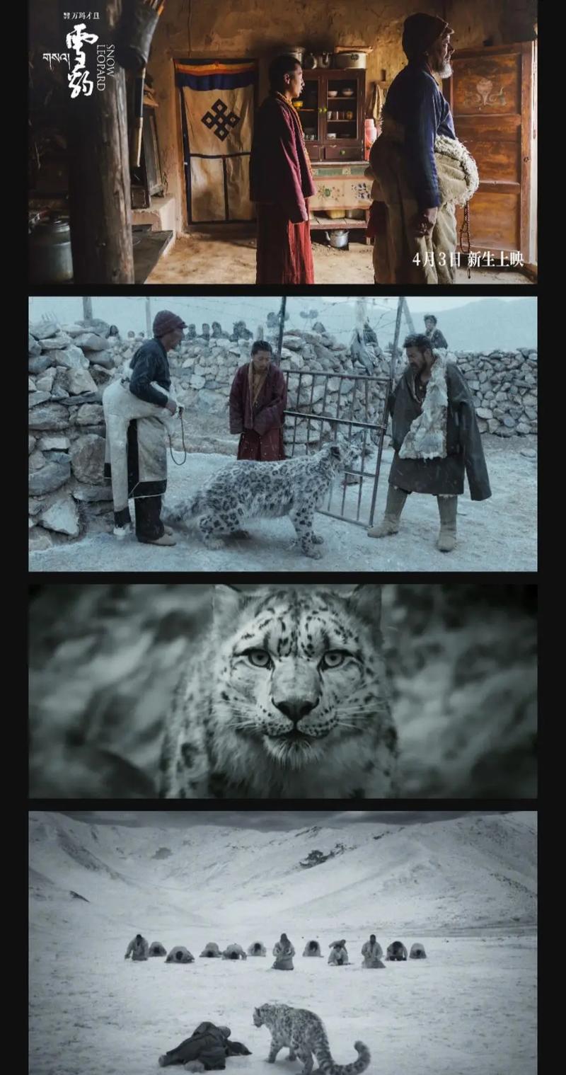 雪豹抖音粉丝购买网站,雪豹抖音粉丝购买网站：揭秘背后的现象与挑战!